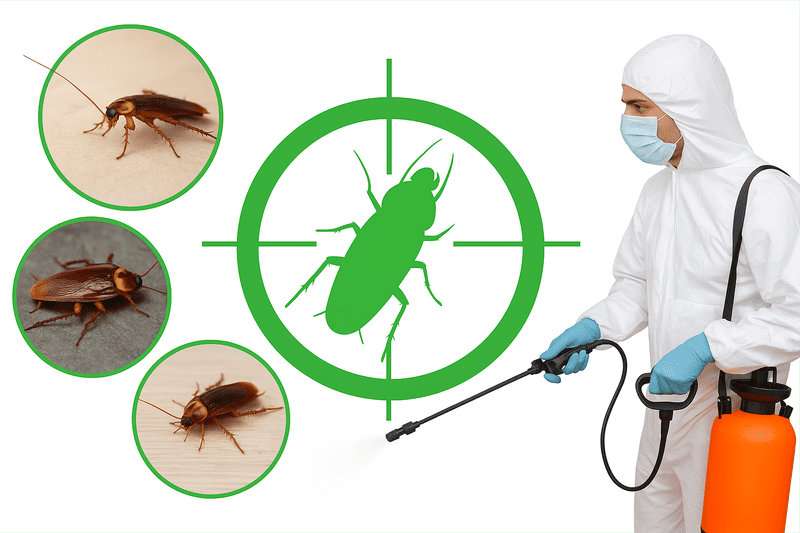DỊCH VỤ PHUN XỊT DIỆT GIÁN AN TOÀN TẠI ĐÀ LẠT